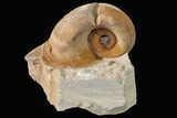 Ordovician Gastropod (Salpingostoma) Fossil - Wisconsin #162975-1
